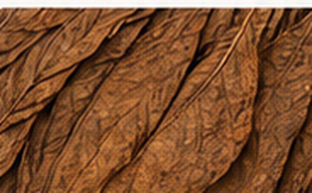 Burley tobacco leaves
